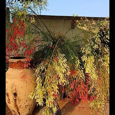 Sicels - Agnone - Syracuse *